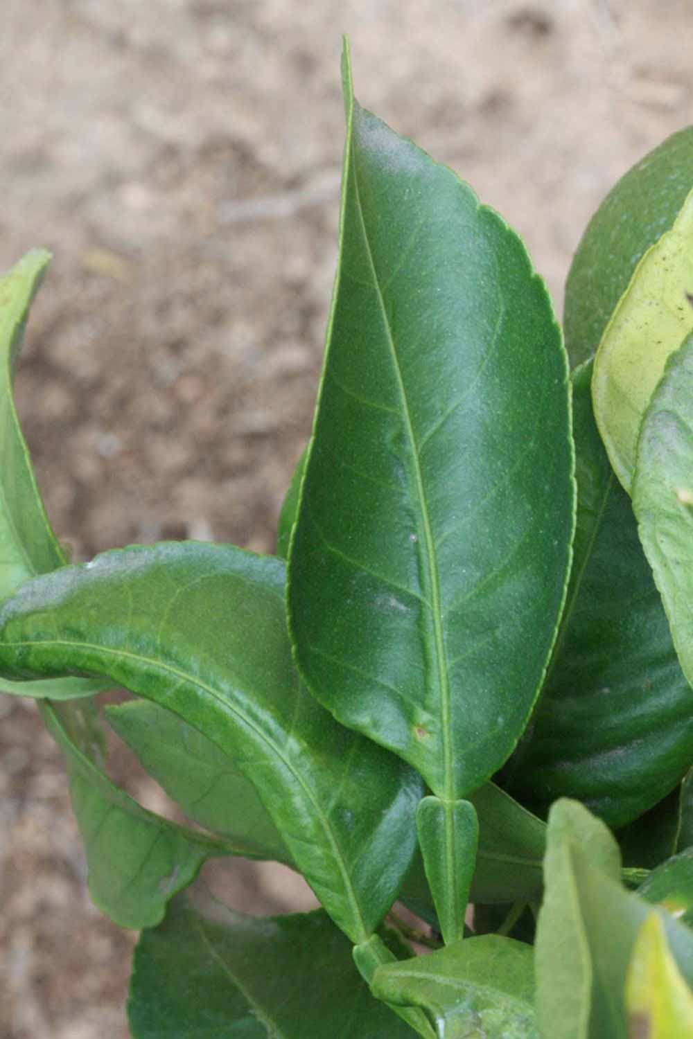            Sun leaves (Riverside, CA)   